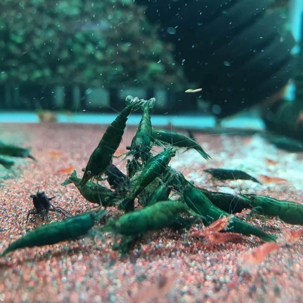 Green Jade Shrimp (10+)