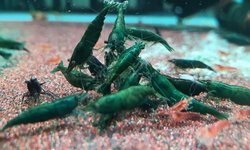 Green Jade Shrimp (10+)