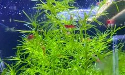 Guppy Grass