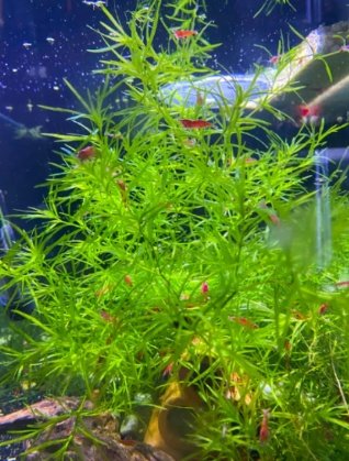 Guppy Grass
