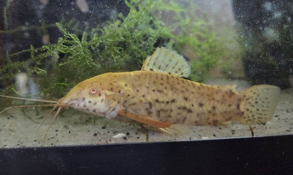 Albino Hoplo Catfish