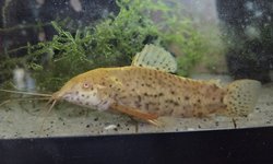Albino Hoplo Catfish