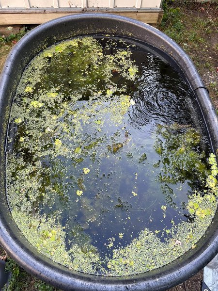 1 x Full Gallon Bag of HORN WORT