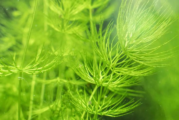 Hornwort (XL bag)