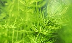 Hornwort (XL bag)