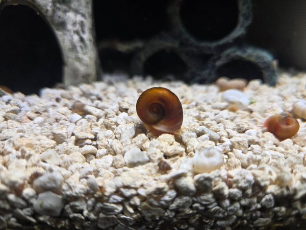 Bag of Ramshorn Snails