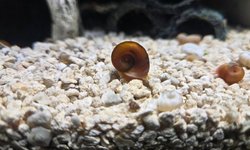 Bag of Ramshorn Snails