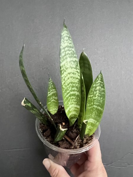 Sanseveria Snake plant
