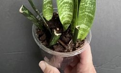 Sanseveria Snake plant