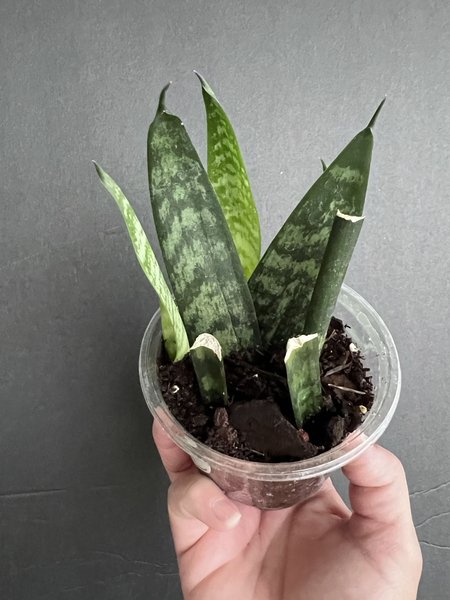 Sanseveria Snake plant