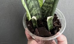 Sanseveria Snake plant