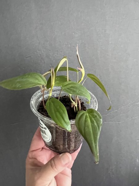 Philodendron “Micans”