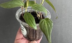 Philodendron “Micans”