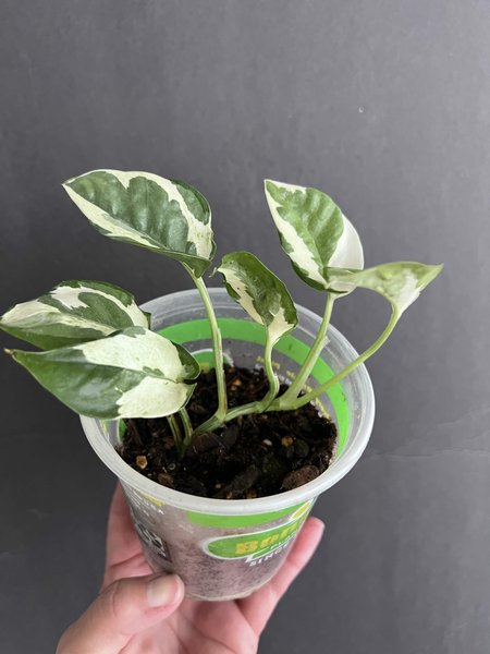 Epipremnum “N’Joy” Pothos