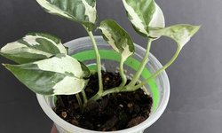 Epipremnum “N’Joy” Pothos