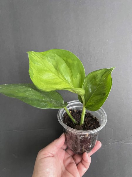Epipremnum “Lemon Top” Pothos