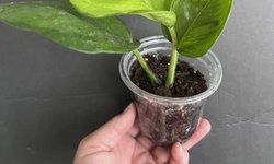 Epipremnum “Lemon Top” Pothos