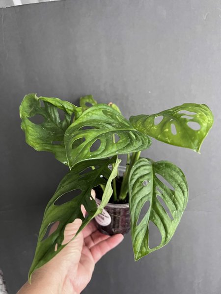 Monstera adansonii “Swiss cheese”