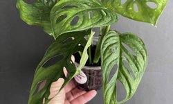 Monstera adansonii “Swiss cheese”
