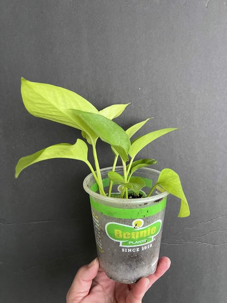 Epipremnum aureum “neon” Pothos
