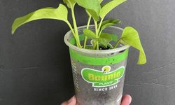 Epipremnum aureum “neon” Pothos