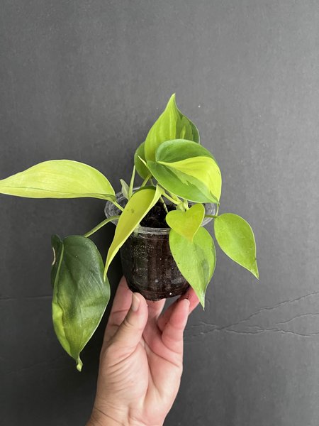 Philodendron hederaceum “Brasil”