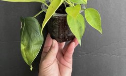 Philodendron hederaceum “Brasil”