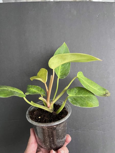 Philodendron erubescans “Painted Lady”