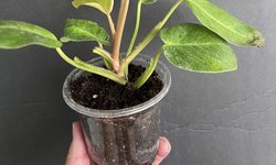 Philodendron erubescans “Painted Lady”