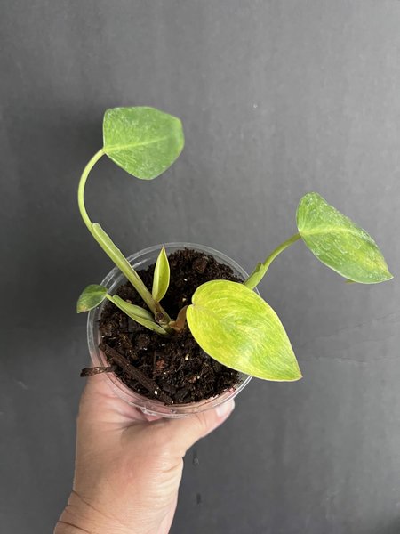 Philodendron erubescans “Painted Lady”
