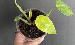 Philodendron erubescans “Painted Lady”