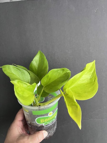 Epipremnum aureum “Champs-Elysees” Potho