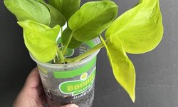 Epipremnum aureum “Champs-Elysees” Potho