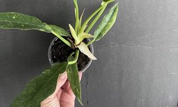 Philoden bipina x selloum “Ring of fire"