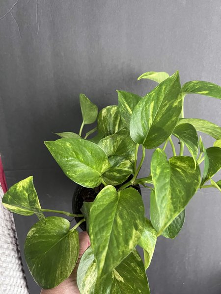 Epiprem aureum “Fernando’s Fire” pothos