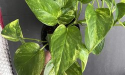 Epiprem aureum “Fernando’s Fire” pothos