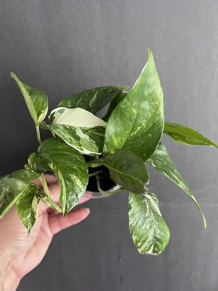 Epiprem pinnatum “albo variegata” pothos