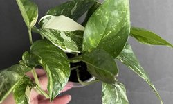 Epiprem pinnatum “albo variegata” pothos