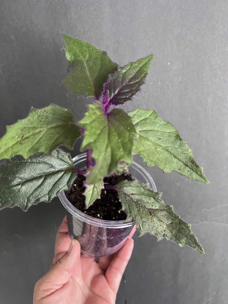 Gynura aurantiaca “Purple Passion”