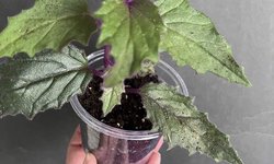 Gynura aurantiaca “Purple Passion”