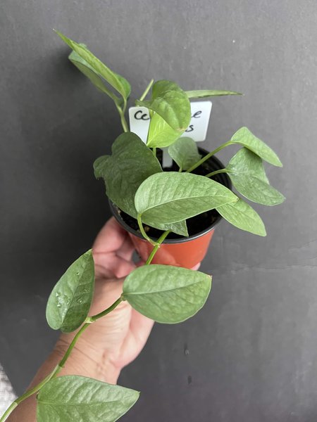 Epipremnum pinnatum “Cebu Blue” pothos