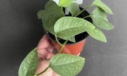 Epipremnum pinnatum “Cebu Blue” pothos