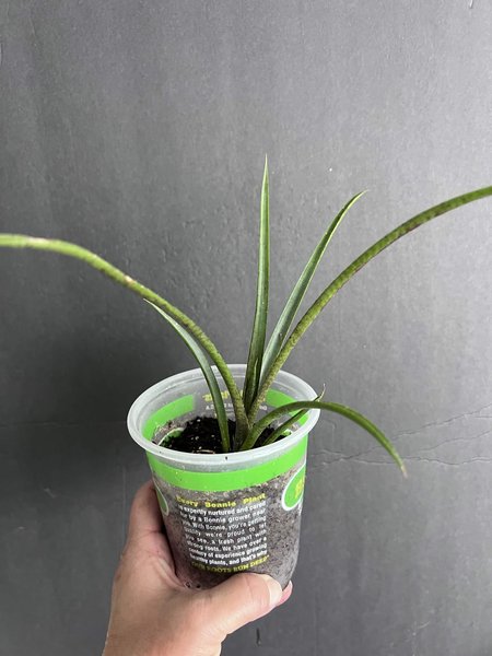 Aechmea gamosepala“Matchstick” Bromeliad