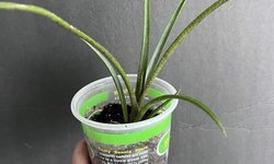Aechmea gamosepala“Matchstick” Bromeliad