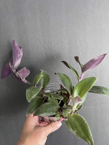 Tradescantia sillamontana “Teddy" Vine