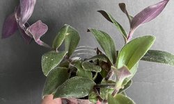 Tradescantia sillamontana “Teddy" Vine