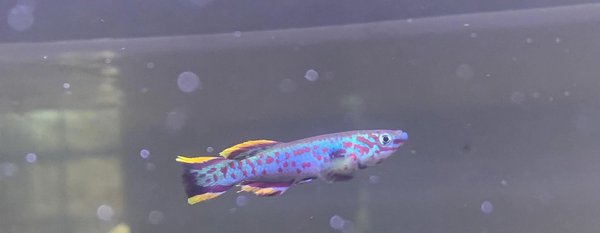 Fundulopanchax Gardneri P82 pair