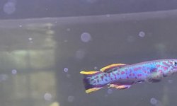 Fundulopanchax Gardneri P82 pair