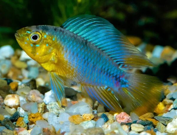 6x Apistogramma Borellii 'Salto Uruguay'
