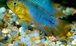 6x Apistogramma Borellii 'Salto Uruguay'